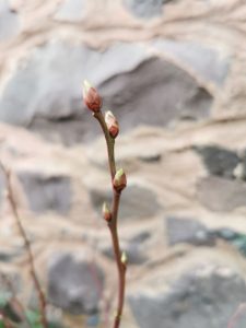 Blueberry bush buds