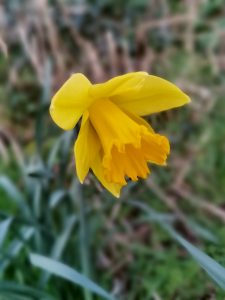 First Daffodil of the year.