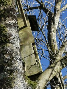 Owl box in use